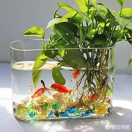 头条问答 鱼能不能和水培植物一起养 养花大全的回答 0赞