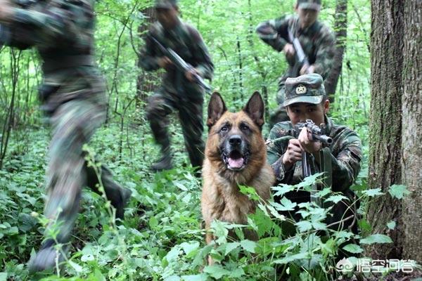 马犬跟牧羊犬打架视频:军犬对比护卫犬，军犬战斗力能强过藏獒吗？