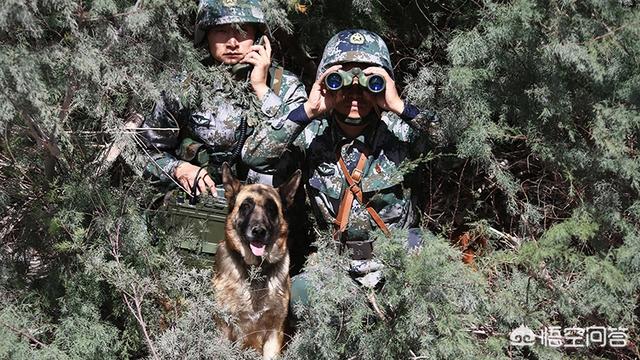 野生藏獒咬架视频:军犬对比护卫犬，军犬战斗力能强过藏獒吗？