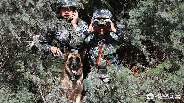 马犬跟牧羊犬打架视频:军犬对比护卫犬，军犬战斗力能强过藏獒吗？