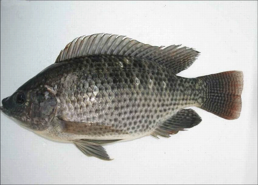 头条问答 - 大宗淡水养殖品种指的是哪些鱼类品种?(4个回答)