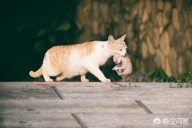 猫的孩子:有的猫会吃掉自己的孩子，这是怎么回事？