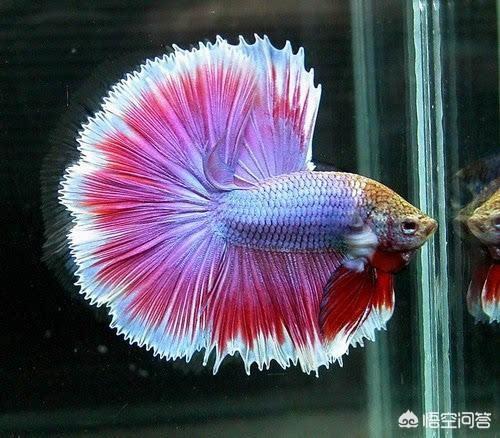 热带鱼突眼症:红尾皇冠鱼眼睛突起是什么病？