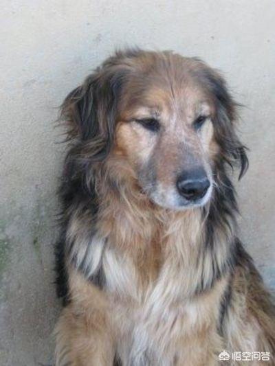 黑熊犬和德牧串:串串狗能够长得有多好看？