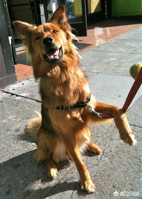 德牧和大丹犬配狗图片:世界上最大的是犬种可以和最小的犬种杂交吗？