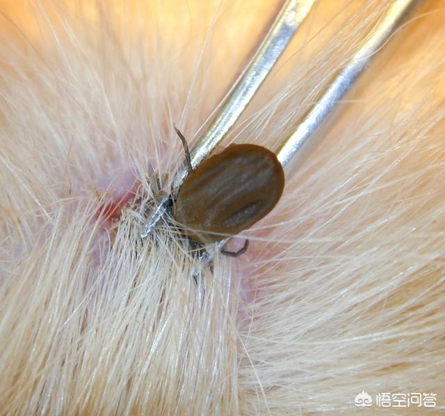 蜱虫图片:非渊猪瘟到底是怎么来的？发病就扑杀有用吗？
