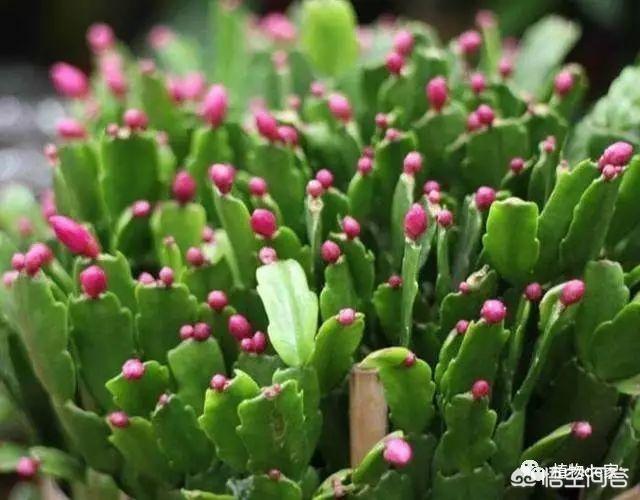 小狗种美丽鲜花:磷酸二氢钾适用于什么花？