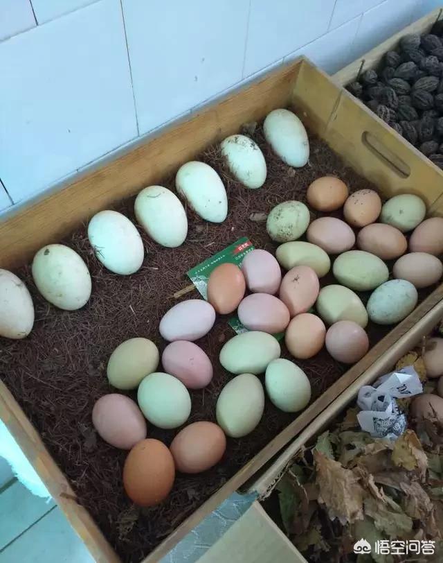 绿壳鸡蛋比黄壳鸡蛋好在哪里，红壳、白壳、绿壳，不同颜色的鸡蛋真的不一样吗