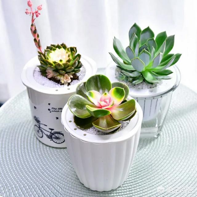 头条问答 阳台养多肉 夏天不用遮阳网用风扇可行吗 植物草虫的回答 0赞