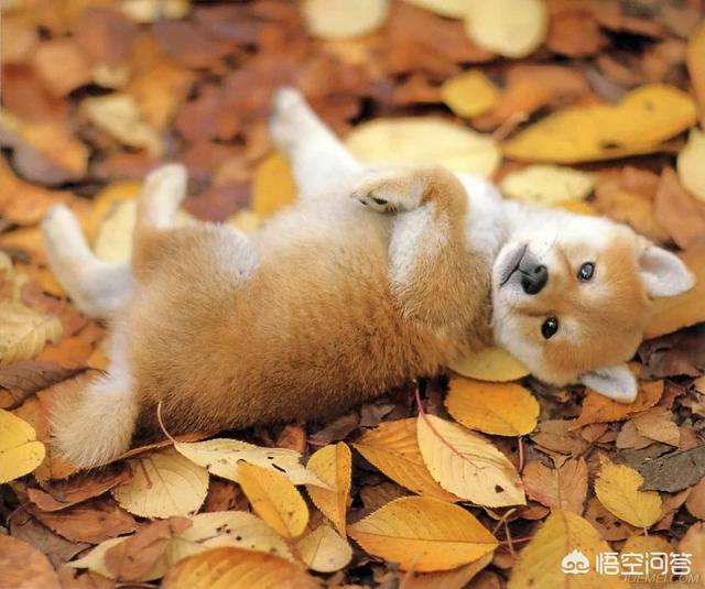 柴犬价格:想买一只比格犬或是柴犬！但不知道价格？