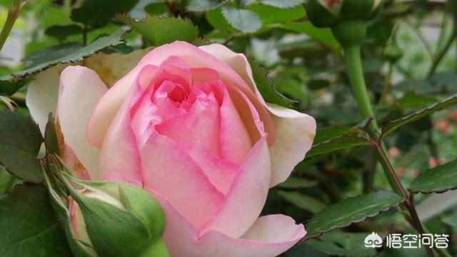 欧洲月季花品种介绍:月季花品种介绍大全 这是什么品种藤本欧洲月季？