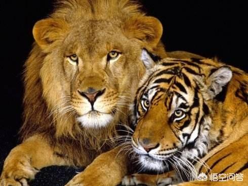 奔跑晶骡子:为什么说“驴下骡子猪下象”？