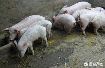 猪出现腹泻拉稀的情况怎么办？