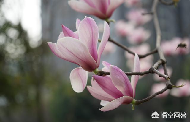 头条问答 玉兰花和花水木是一种植物吗 有什么区别吗 3个回答