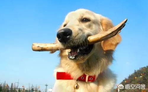 警犬训练内容:如何训练狗狗学会叼东西？