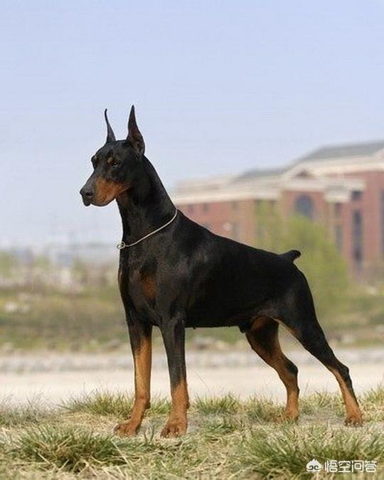 深圳杜宾犬价格:杜宾犬是怎样的犬种？价格多少钱？