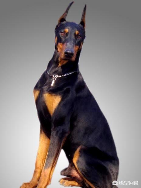 深圳杜宾犬价格:杜宾犬是怎样的犬种？价格多少钱？