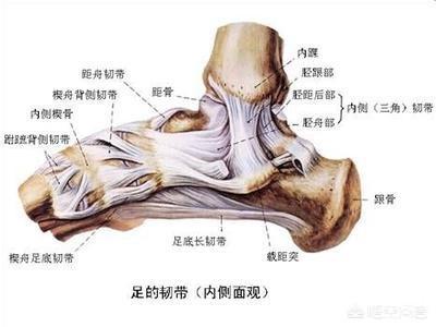 头条问答 - 运动员总受伤的韧带到底是啥,是肌肉还是筋?(4个回答)