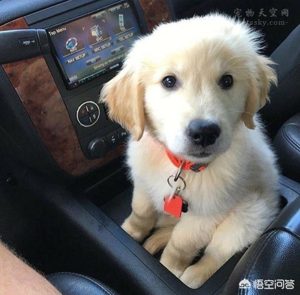 美系金毛犬图片素材大全:养了金毛之后生活会有哪些变化？