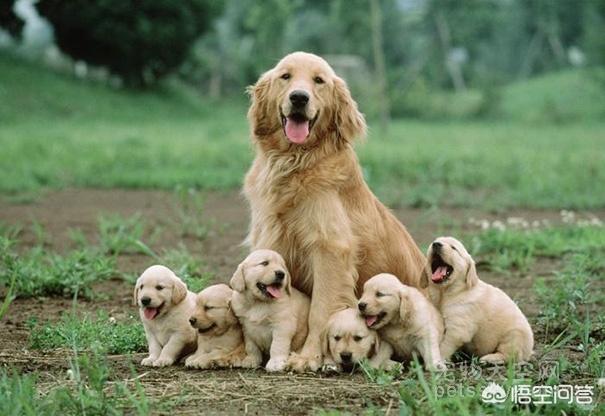 美系金毛犬图片素材大全:养了金毛之后生活会有哪些变化？