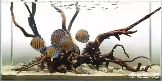 如何养海水观赏鱼视频:养海水观赏鱼用哪些设备 养观赏鱼时，需要天天换水吗？