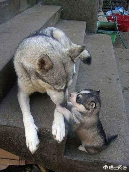 犬饲先生养狗记开始的小狗:家里的大狗多久能接受新来的小狗？