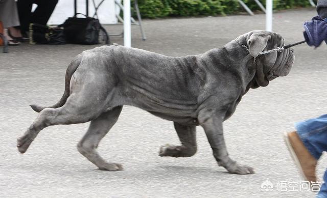 世界十大猛犬排名:打斗第一猛犬到底是哪种猛犬？