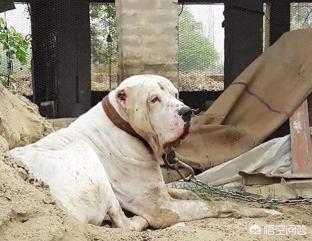 世界十大猛犬排名:打斗第一猛犬到底是哪种猛犬？