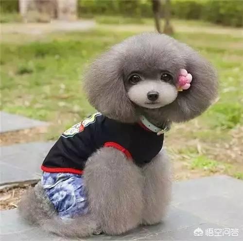 关于夏季养宠物小常识:夏天应该给宠物狗狗剃毛吗，该怎么帮它们散热呢？