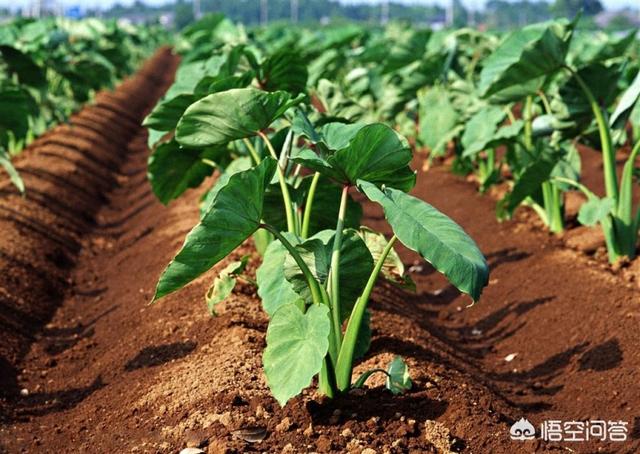 用什么方法种植出来的芋头产量高？