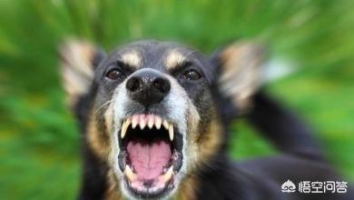 杜宾犬:饲养杜宾犬都有哪些优点和缺点？