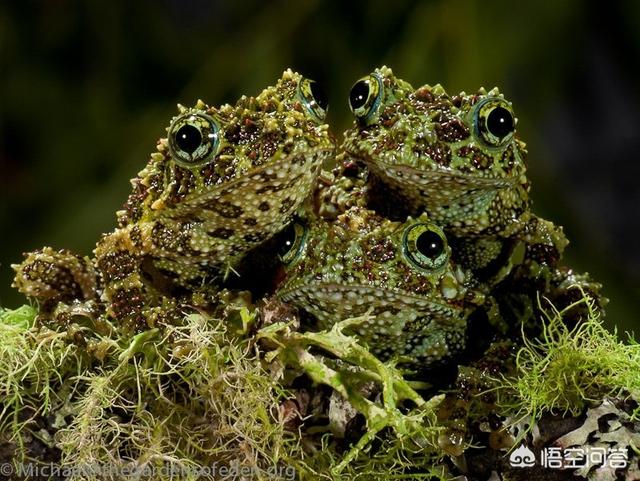 南美角蛙:你见过什么奇形怪状的生物