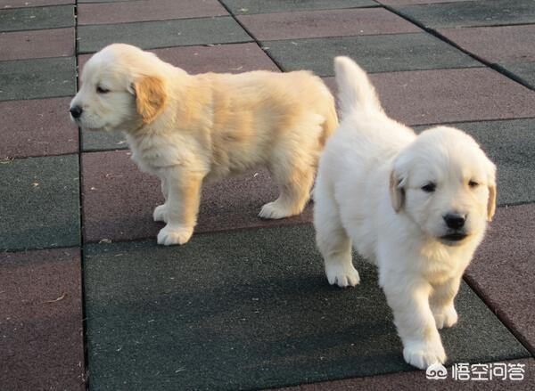纯种金毛:怎么挑选一只优秀健康的金毛幼犬？
