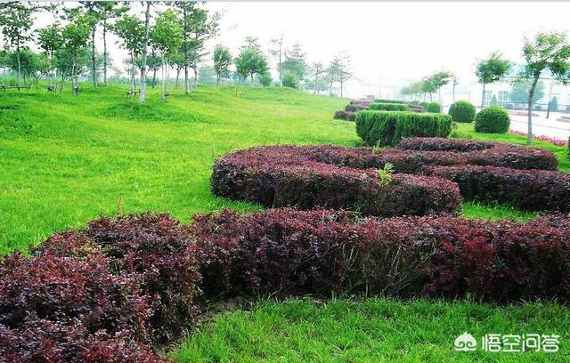 绿篱植物:四季常绿，可以做绿篱的植物有哪些？