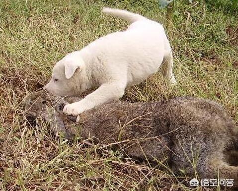 下司犬图片:纯种下司犬图片 我国纯种的下司犬和虎斑犬还有多少只？为什么不是特别普及的呢？