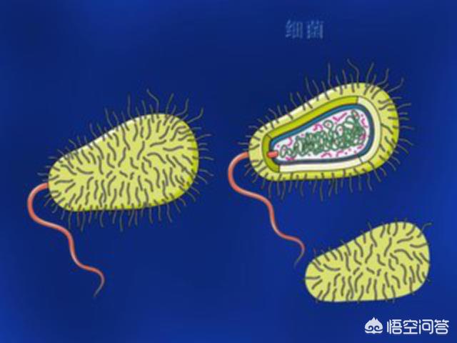 病毒的种类:病毒没有DNA是如何繁殖和生存的？