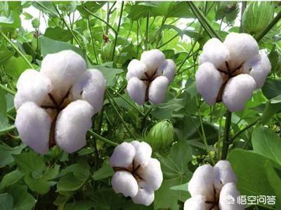 头条问答 棉花苗期需要用缩节胺吗 如何使用 3个回答