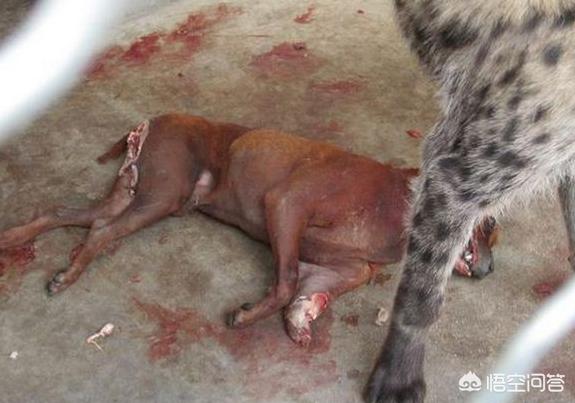 非洲斑鬣狗vs藏獒:两只训练有素的藏獒能否打得过一只非洲鬣狗？为什么？