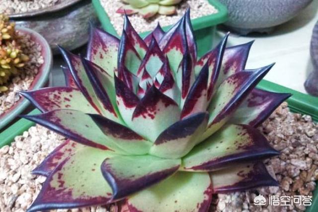 头条问答 如何把园土改造成优良的多肉土 10个回答