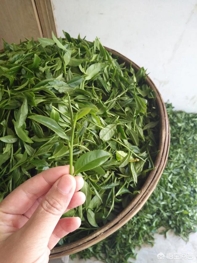 喝白茶都有什么好处,白茶的药用价值大吗？有什么作用？