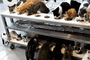 真正的虐猫群2018:家里养了好多猫是一种怎样的体验？