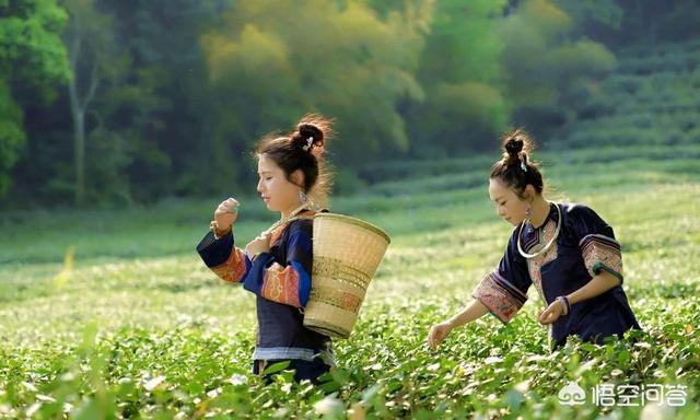 绿茶的功效与作用禁忌,绿茶不能和什么食物一起吃？有哪些依据？