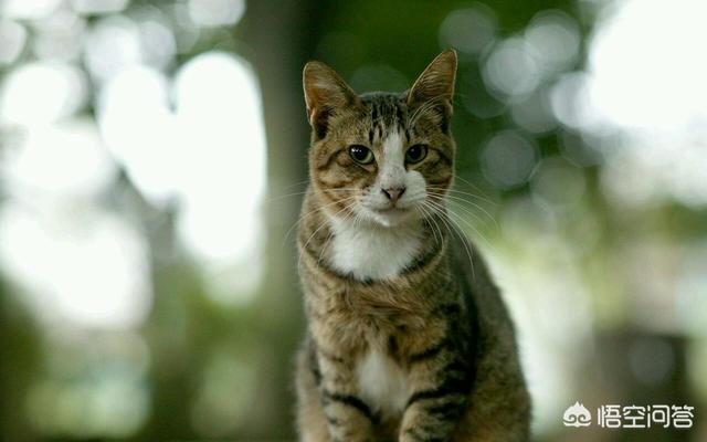 流浪猫和家猫的寿命差:为什么宠物猫可以活十多年，而很多流浪猫活三四年就死了？ 白色猫咪寿命会比一般的短吗