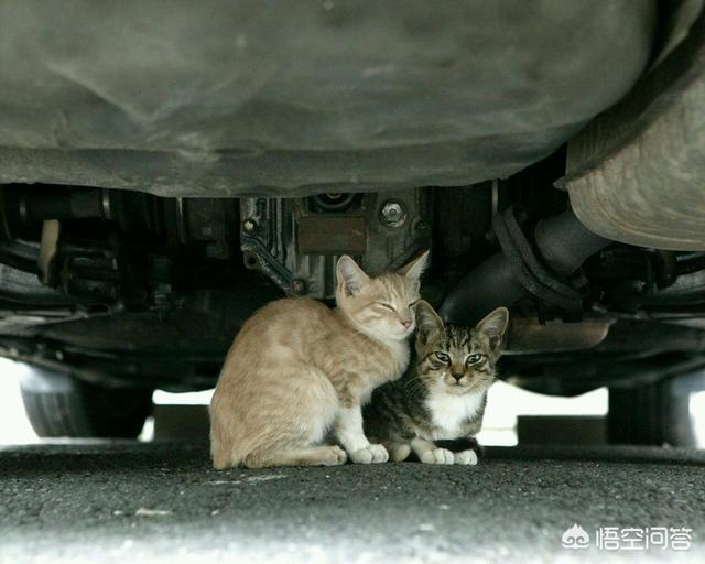 流浪猫和家猫的寿命差:为什么宠物猫可以活十多年，而很多流浪猫活三四年就死了？