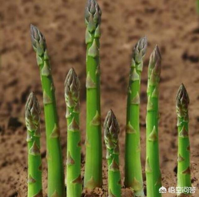 芦笋种植技术,芦笋高产栽培技术有哪些？