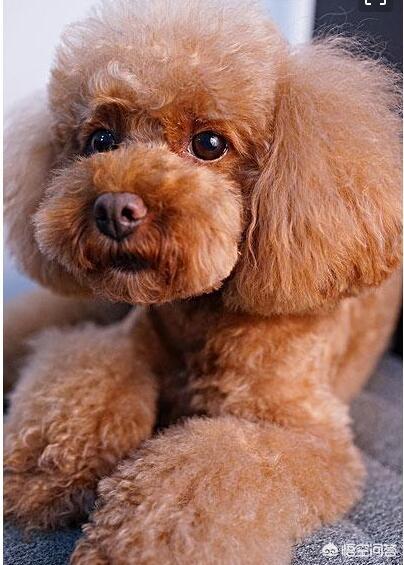 贵宾犬的造型:贵宾跟泰迪的区别是什么？