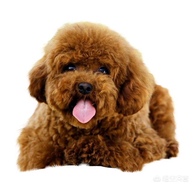 玩具贵宾犬美容:如何才能选到长大了也好看的泰迪犬？