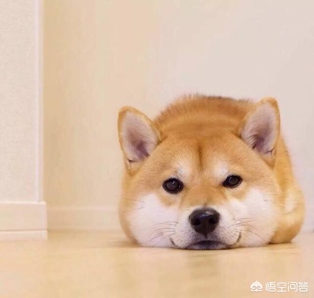 如何训练小柴犬不咬人:准备养柴犬，有什么注意点？ 小柴犬如何训练不咬人