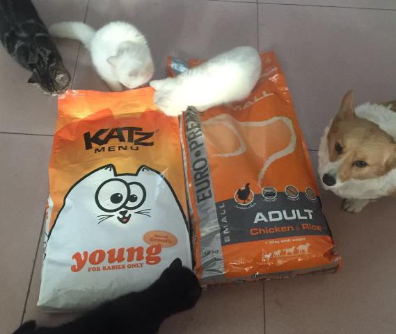 中国宠物食品排行榜:狗粮排行榜上，营养价值高的品牌有哪些？