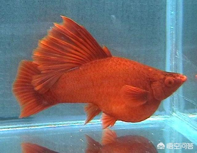 红箭鱼的品种只需要公子吗:有老师养红箭鱼的介绍一下？